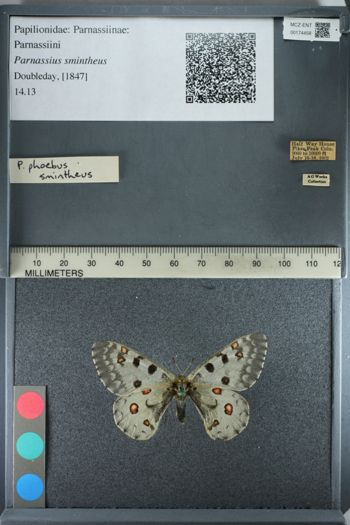Media type: image;   Entomology 174458